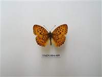 藏品(小豹蛺蝶)的圖片